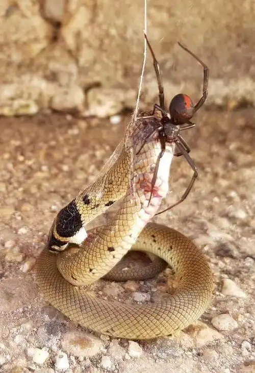 我觉得这肯定是那只基因突变,咬完的变蜘蛛侠的彪悍蜘蛛