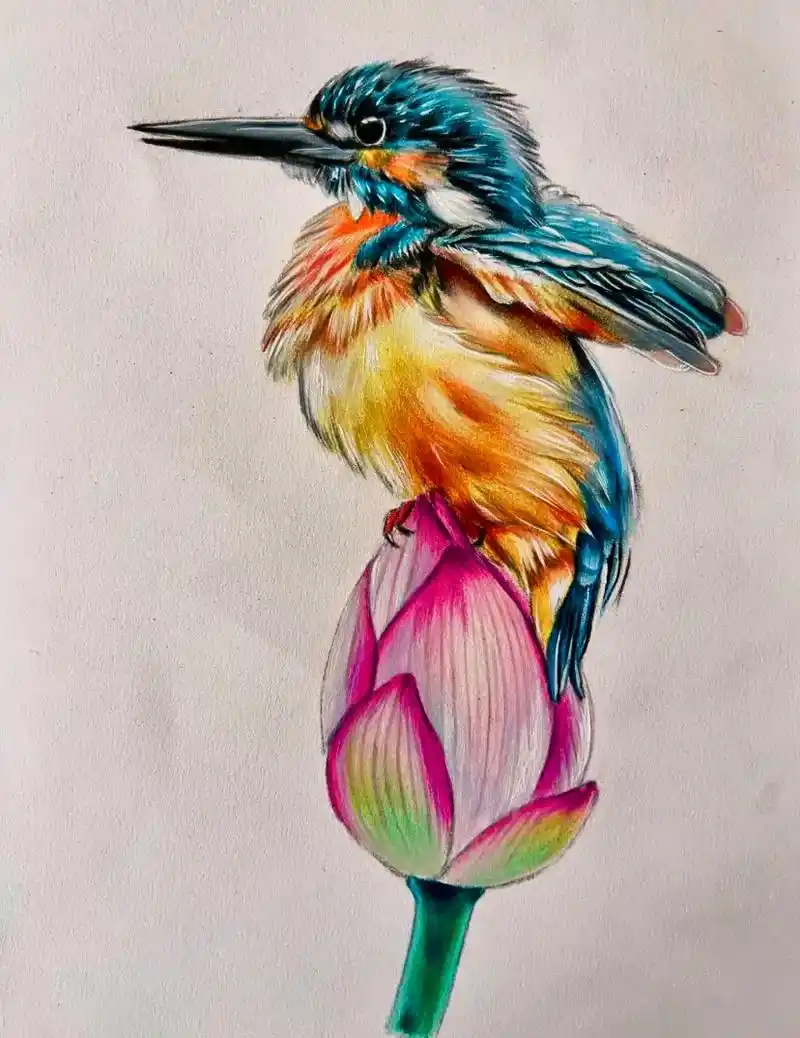 翠鸟和荷花彩铅手绘附步骤#画画 #彩铅 - 抖音