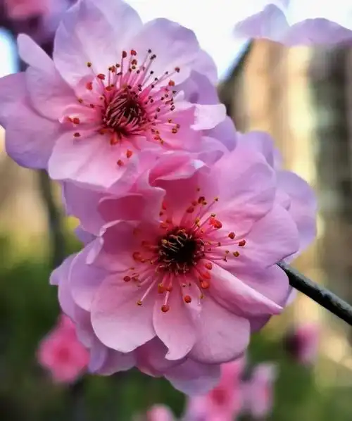 漂亮的美人梅开了