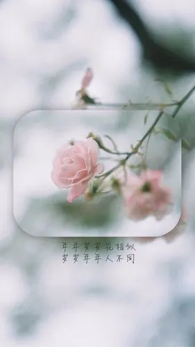 创意唯美花朵文字短句