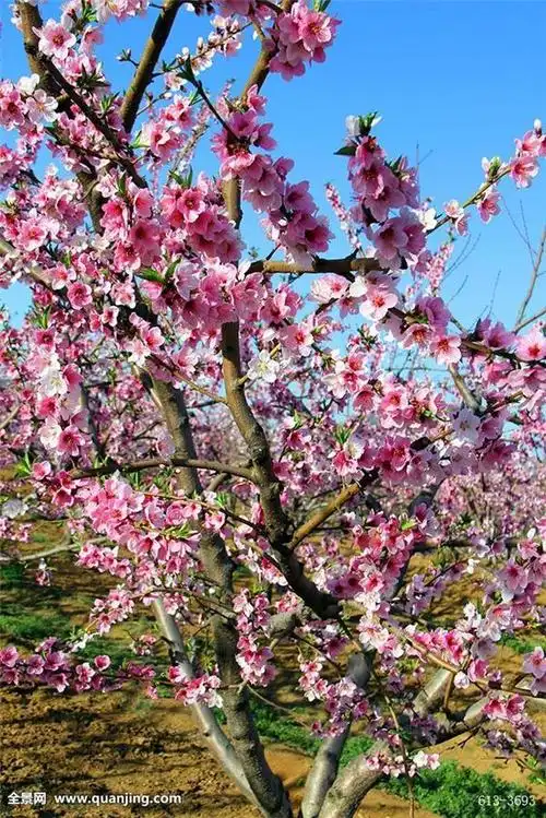 图片大全风景图片桃花