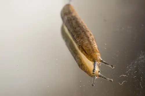 蛞蝓图片昆虫蛞蝓