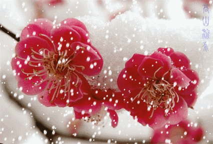 【原创歌曲】瑞雪红梅情(宋飞词,朱永杰曲,江欣演唱)_梅花