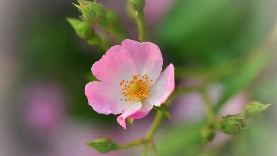 清新养眼粉色花卉桌面壁纸