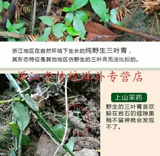 浙江三叶青中药材金线吊葫芦丝线吊金钟清热祛火小儿高烧不退 新鲜250