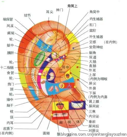 [转载]耳朵:启动气血的开关
