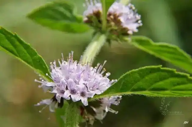 乡土植物|薄荷,清凉一夏