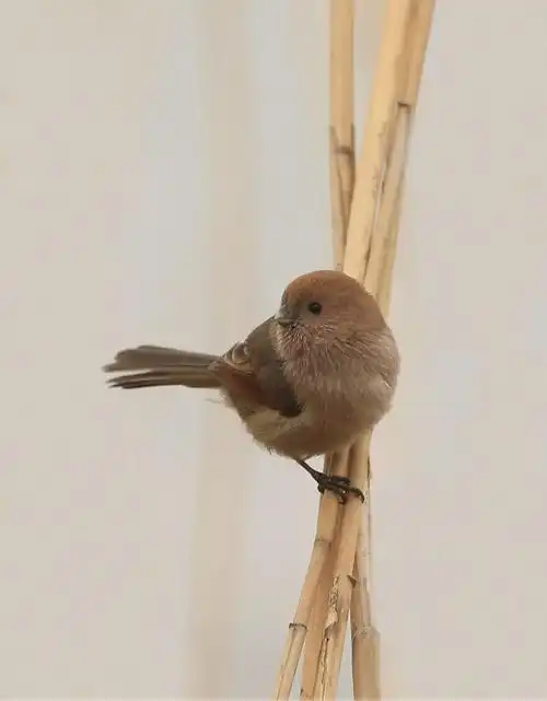 鸟之精灵(雀儿篇)——常老师