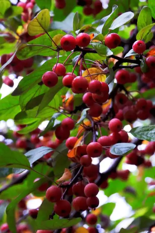 碧沙岗公园,各种海棠果实挂满枝头,为多种鸟类越冬准备了充足的美味