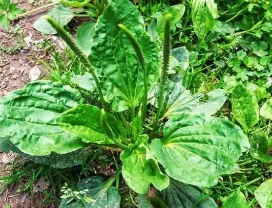 车前草具有止咳,平喘的功效,对于感冒,咳嗽等症状具有一定的缓解作用