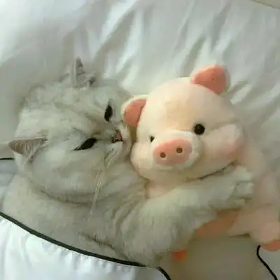 小动物可爱qq情侣头像 高清好看的情侣动物头像超萌一对