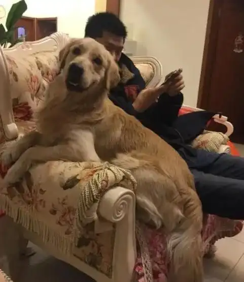 满足狗狗这些愿望,它会一生"忠诚于你"!