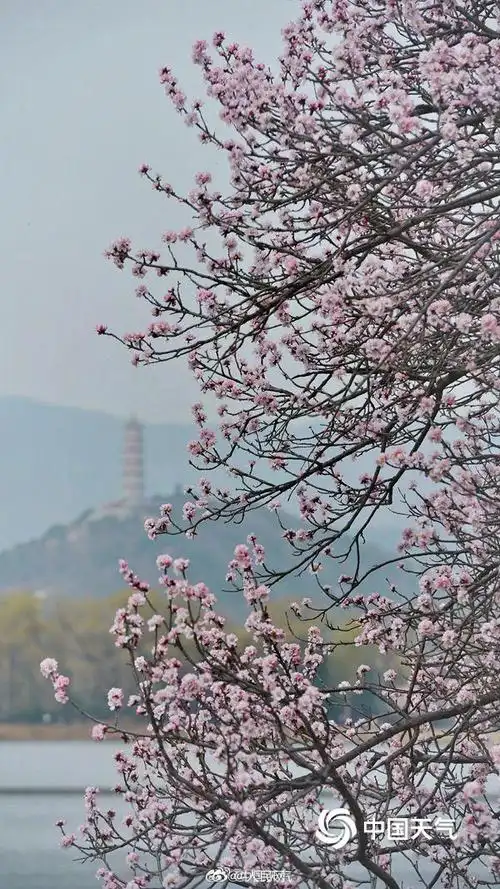 #北京颐和园山桃花盛开春色醉人##春天的颐和园像来到
