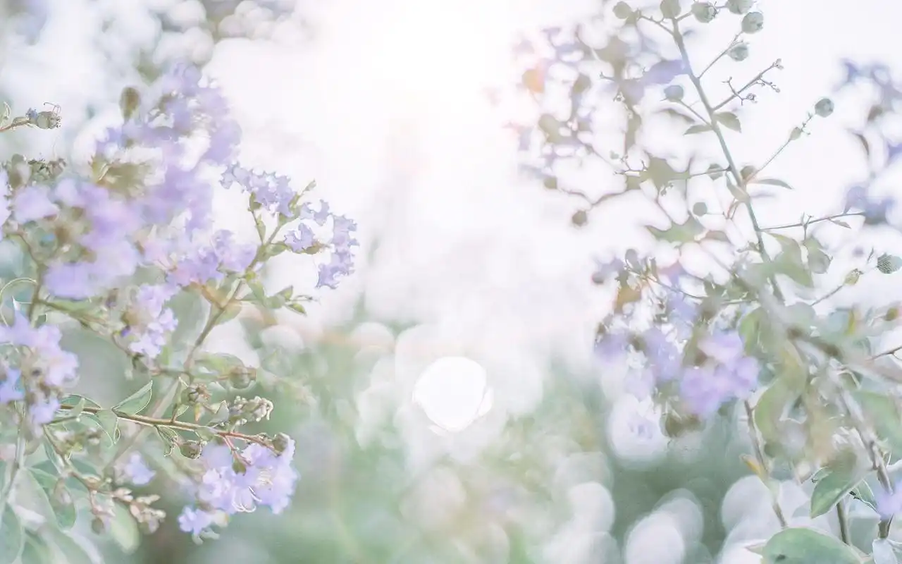 小清新简单唯美高清图片桌面壁纸 _ 图片网