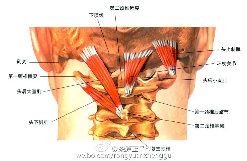 椎枕肌群不适##临床推拿正骨记录