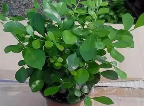 九里香与七里香