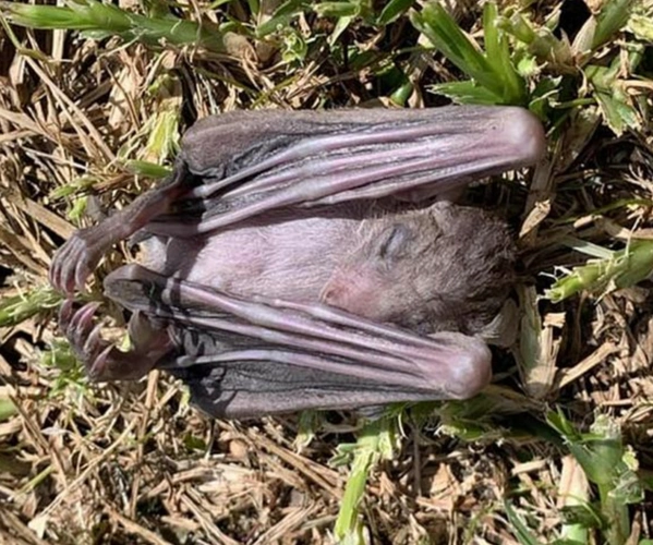 以色列数十只死蝙蝠从天而降,当地人认为是圣经预言成真