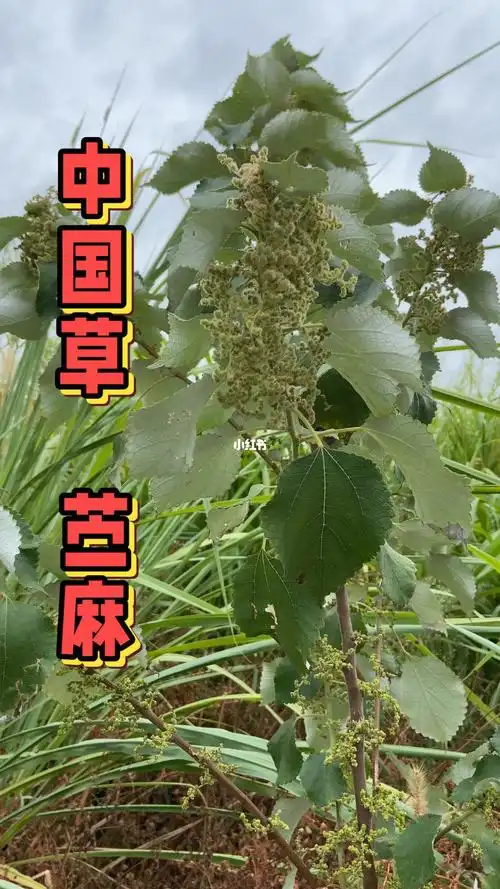 农村苎麻女孩子一定要认识它好处多多