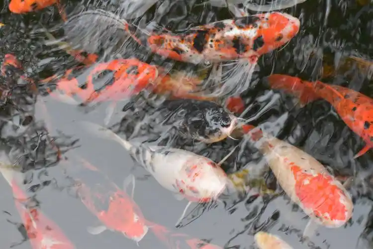 池塘鲤鱼欣赏图片1080x2160分辨率查看