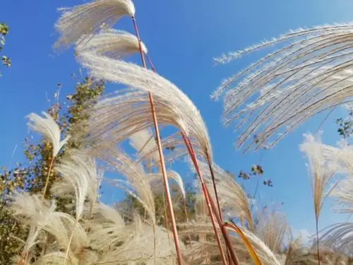 平度的冬天,在白茅草的摇曳中舞动.