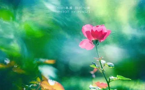 小清新植物唯美意境图片桌面壁纸