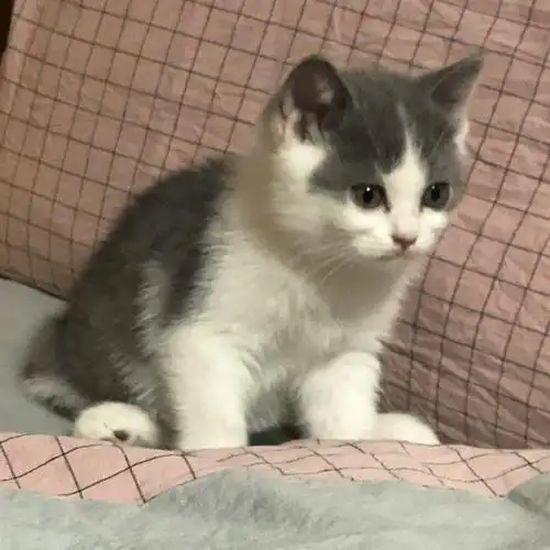 北京英短蓝白两个月小奶猫急找新家