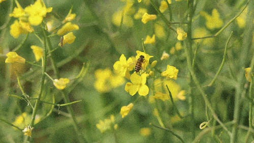 500_281gif 动态图 动图