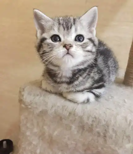 自家精心养的纯美短猫宝宝,最后一只小母,怎么会.