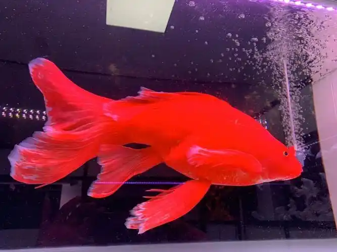 荣郁火红蝴蝶鲤冷水鱼球体锦鲤红色贵妃龙凤蝶鲤大鳍长尾观赏鱼苗活体