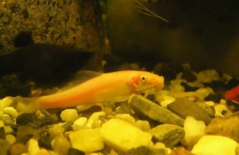 趴着的这条是什么鱼?据说是吃水藻的,缸放阳台太阳晒一晒水藻疯长