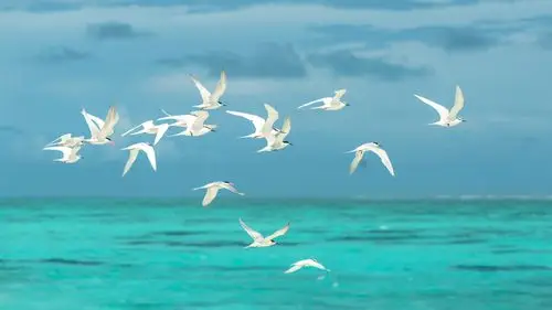 大海,海洋,海滩,景色,海鸥,风景大海微荡着涟猗 壁纸图片