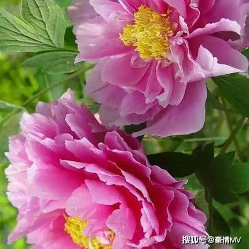 微信头像里面六十来岁用的各种招财作用的花朵图片