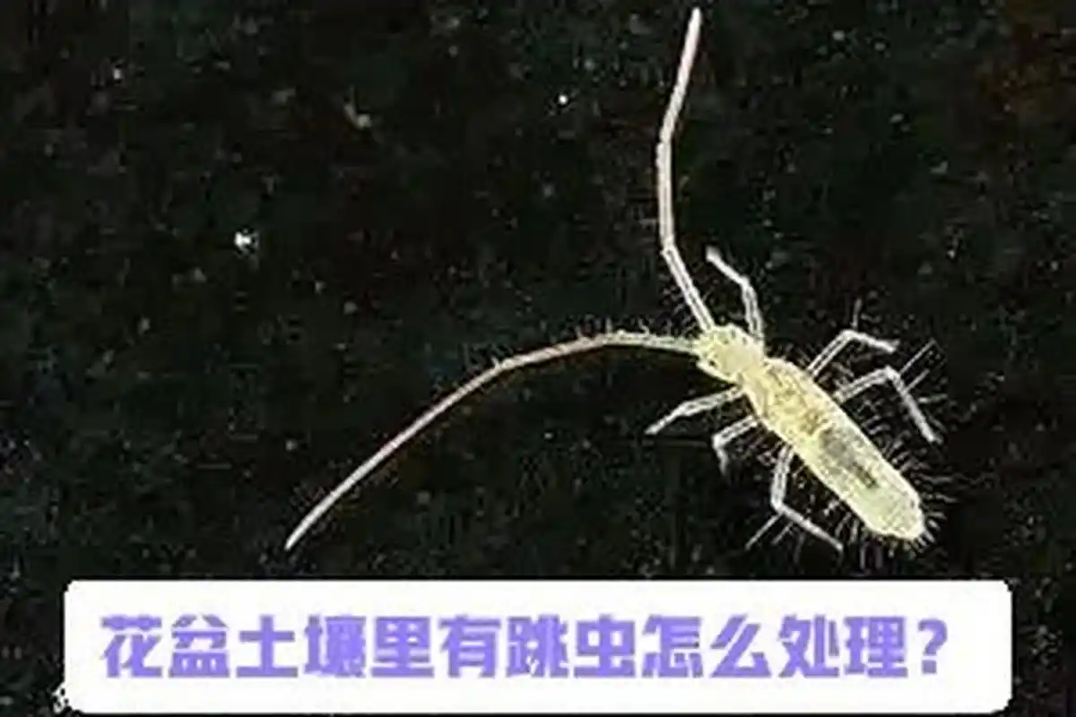 花盆土壤里有跳虫(烟灰虫)怎么处理?