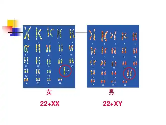 2 人类染色体与性别决定》课件ppt
