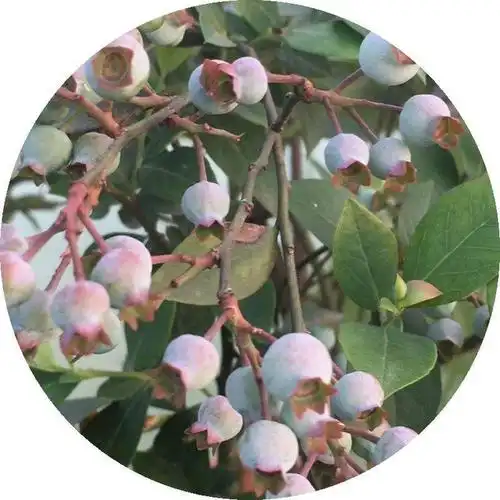 家里种棵"紫色果树",结出紫色果实,营养价值超高