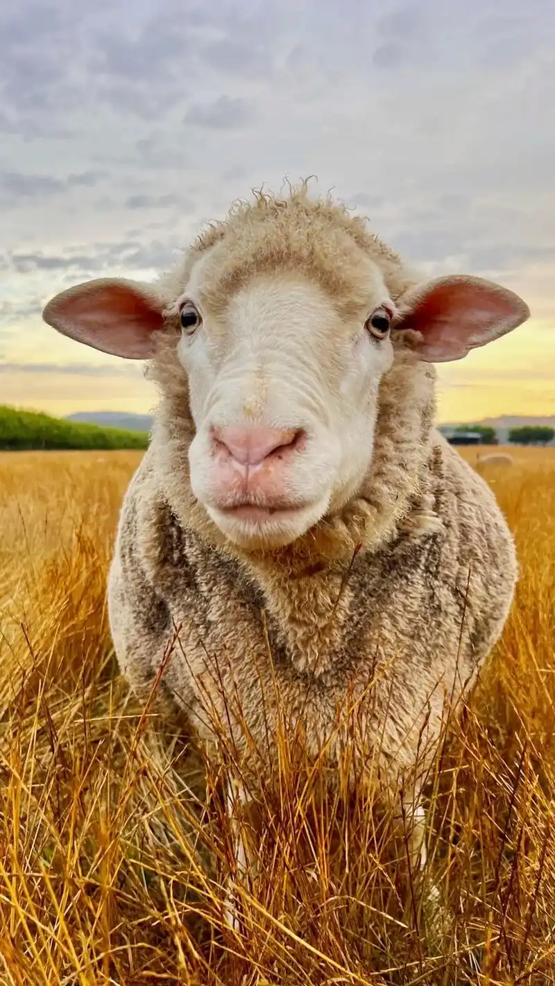 小雨绵绵,草原上起了薄雾.一只小羊穿行在迷蒙的雾气中,它寻找 - 抖音