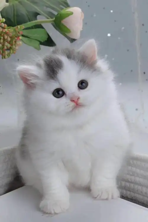 自家繁殖 猫咪活泼可爱肥嘟嘟大包子脸包活