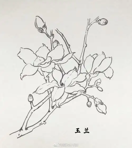 一组古风花卉线稿_高清图集_新浪网