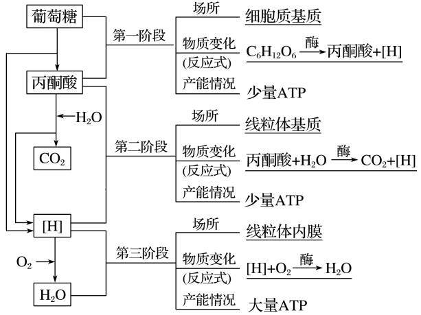 高考生物大一轮复习第三单元细胞的能量供应和利用第8讲细胞呼吸学案