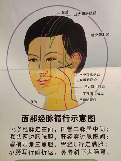 全息穴区示意图