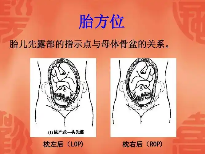 胎方位 胎儿先露部的指示点与母体骨盆的关系.
