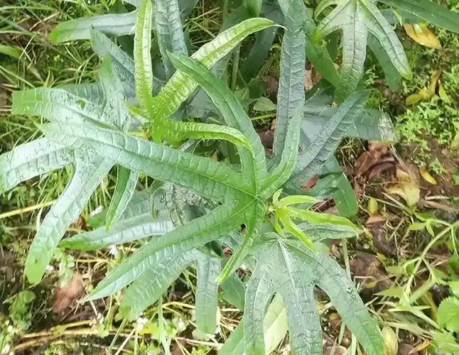 白毛桃根的功效与作用(五指毛桃也叫广东人参) - 行就行