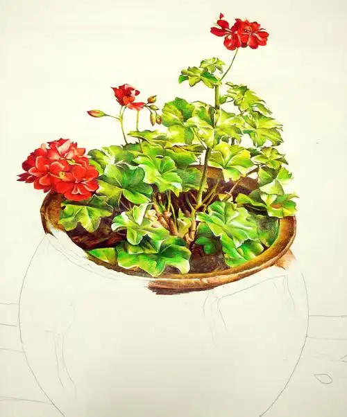 彩铅写实装饰画盆栽花
