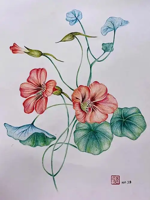 彩铅画旱金莲附详细步骤图色号