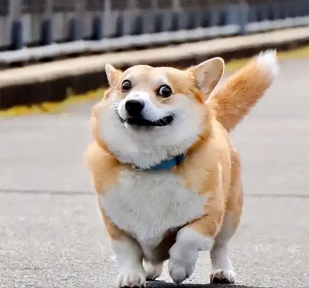 这5种狗狗,具有"网红潜质",藏都藏不住!