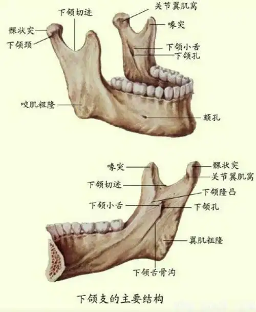 下颌切迹(下关穴)