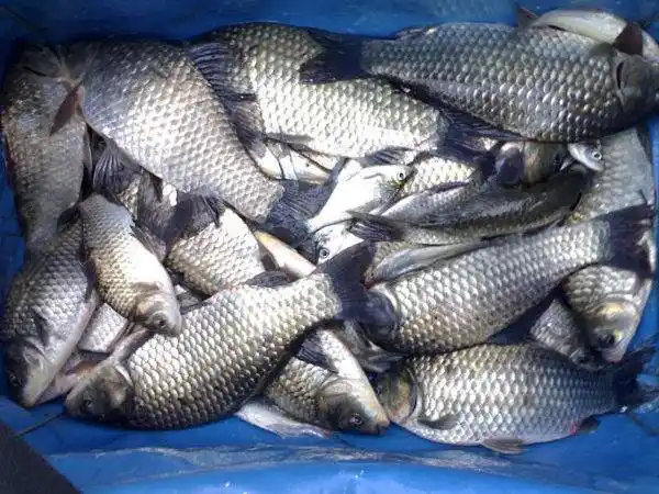 鲫鱼怎么做才好吃?分享3种不同的做法,鲜香美味,下酒下饭都行