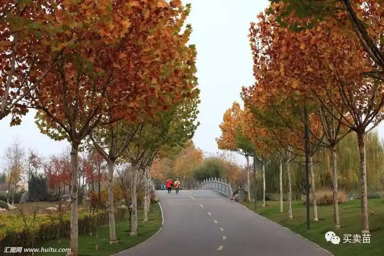 苗木人必知的行道树知识