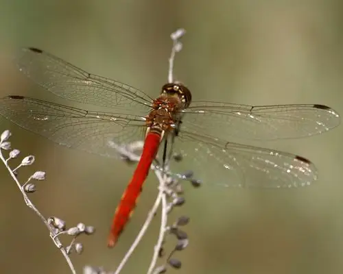 昆虫特写,蜻蜓高清壁纸12 - 1280x1024