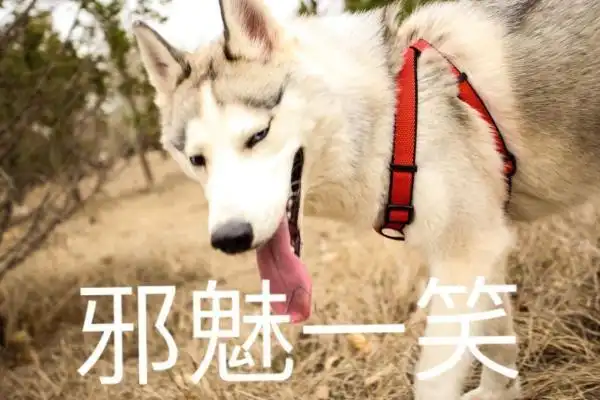 邪魅一笑 - 汪星人斗图表情包_汪星人_斗图表情